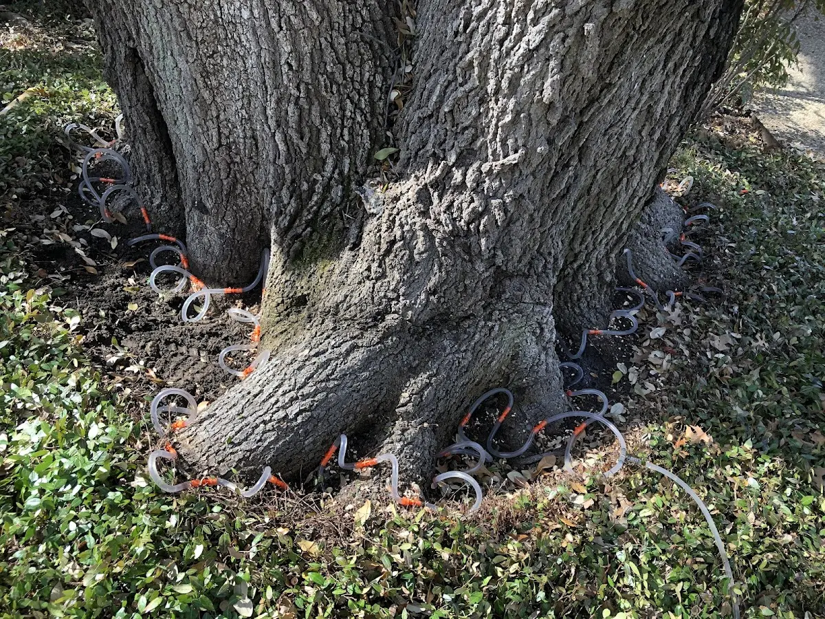 Detailed Tree Cabling and Bracing job site in Ellettsville