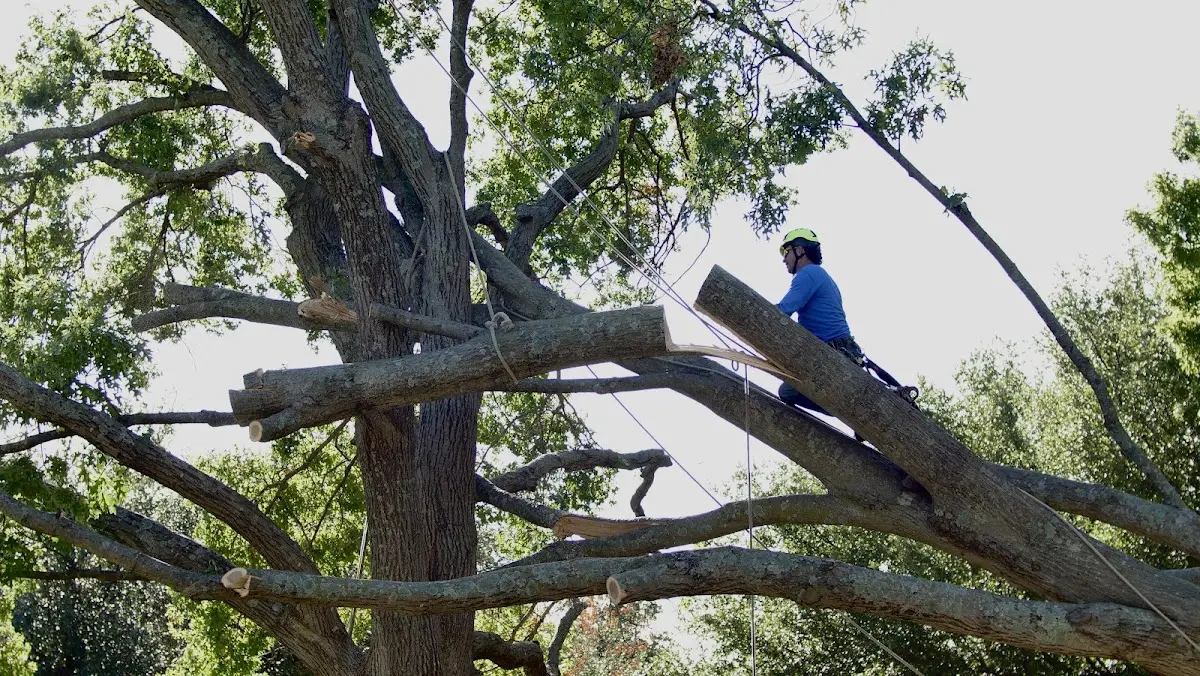 Professional Hazardous Tree Removal performed by certified arborists in Ellettsville