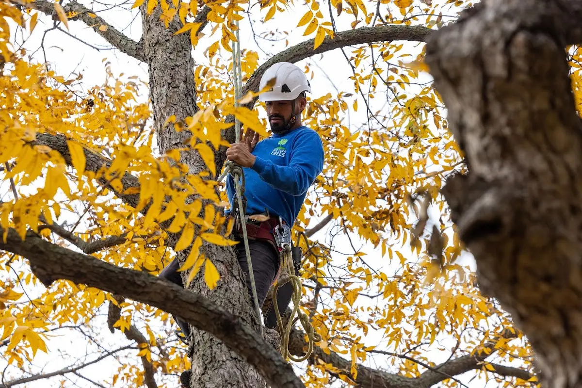 Skilled Tree Planing crew working in Ellettsville
