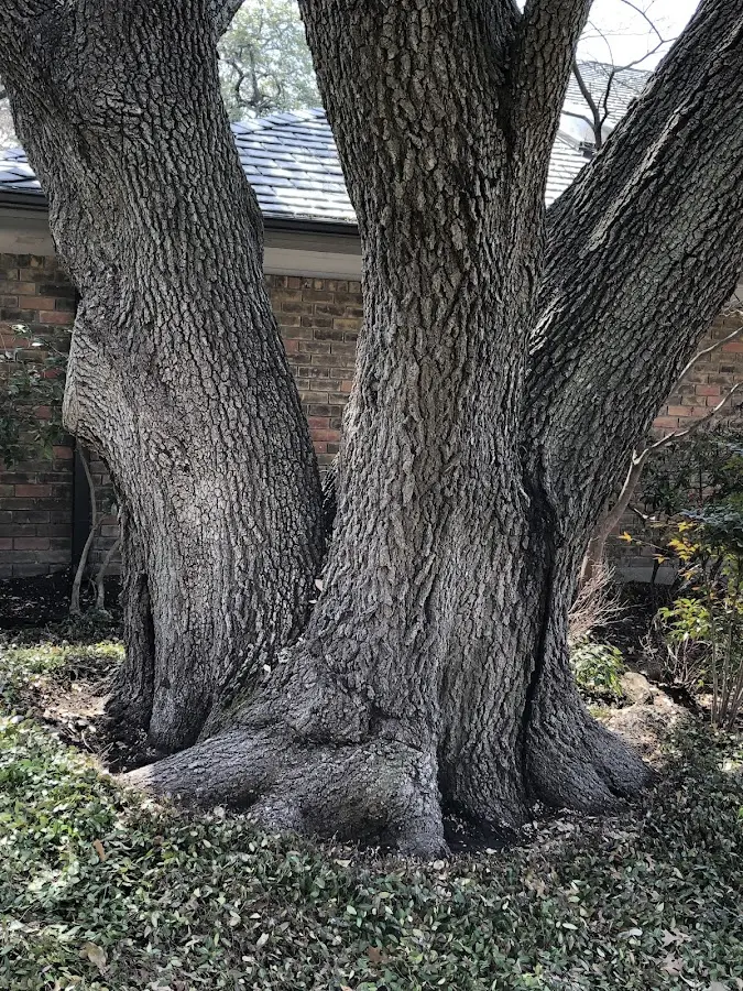 Mature heritage tree close to a Ellettsville property cared for by certified arborists